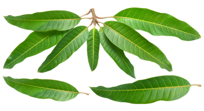 Mango leaves on white background, Green mango leaves on white PNG File.