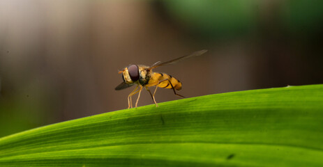 bee on green leaf in the morning