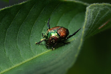 beetle on a leaf