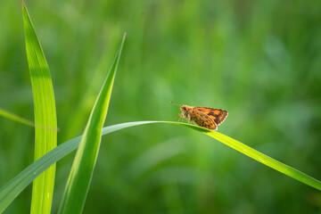 butterfly on grass