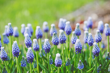 Fototapeta premium close up of group of blue muscari (grape hyacinth) blooming in spring garden
