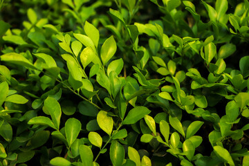 Green Leaves background , sustainable resources