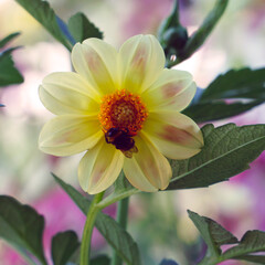 Beautiful Yellow dahlia flower and bumblebee in the garden. Soft focus