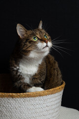 Fototapeta na wymiar Katze sitzt im Korb und schaut gespannt