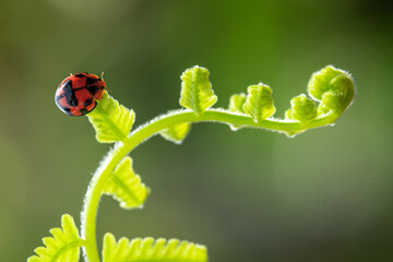 ladybug on green fern leaf