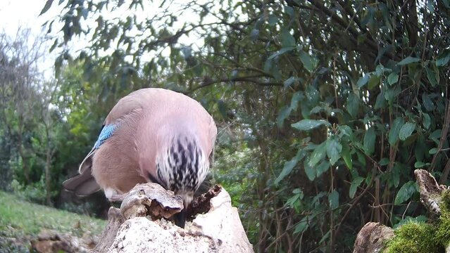 Eichelh&auml;her (Garrulus glandarius) 