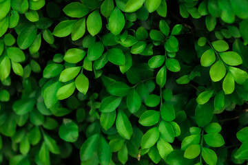 Nature background of green leaf