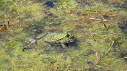 Frosch im Gewässer