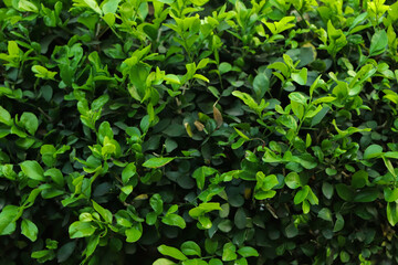 Fototapeta na wymiar Green leaf background in forest