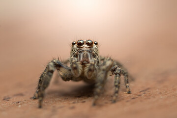 Jump spider in close up
