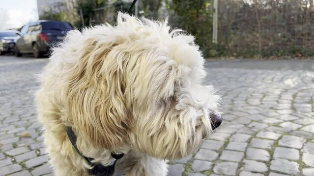 cute little dog with wild shaggy soft fur and hanging oren looks down a small street turns his head and then sniffs the cobblestones