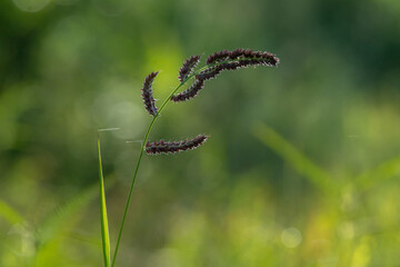 grass in the morning