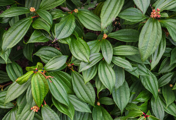 Green leaves background, Overlay fresh leaf pattern, Natural foliage texture. Tropical texture green leaves background