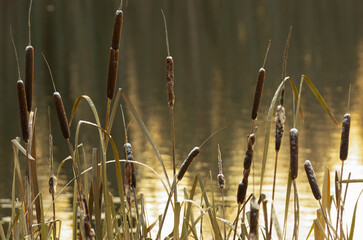 The tops of the cattail stems covered with the first snow on the background of beautiful golden water