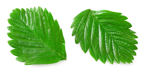 strawberry green leaf isolated on white background. clipping path
