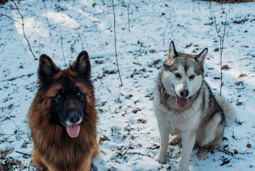 two cute dogs german shepherd and husky playing outdoors