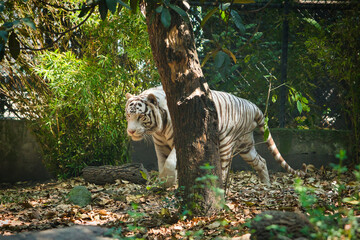White Bengal tiger at the Chapultepec zoo, resting and spending the day © Gilberto