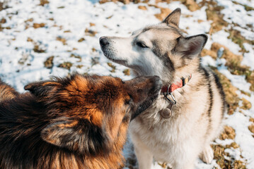 two cute dogs german shepherd and husky playing outdoors