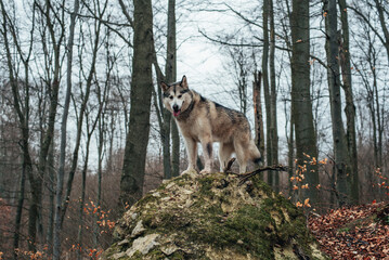 siberian husky dog in forest