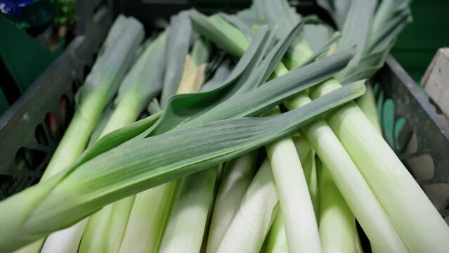Freshly lifted leeks, allium ampeloprasum, variety Musselburgh, in a grocery hypermarket
