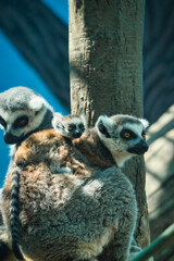 Family of lemurs with baby lemur on the back of its mother, in the zoo of Chapultepec, Mexico City