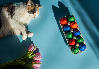 easter theme composition - coloured eggs and beautiful tulips on blue background