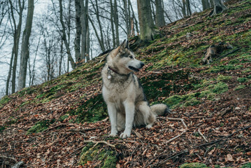 siberian husky dog in forest