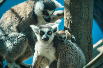 Family of lemurs with baby lemur on the back of its mother, in the zoo of Chapultepec, Mexico City