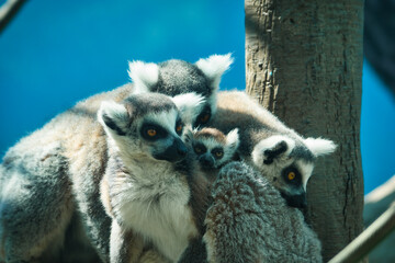 Family of lemurs with baby lemur on the back of its mother, in the zoo of Chapultepec, Mexico City