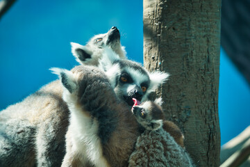 Family of lemurs with baby lemur on the back of its mother, in the zoo of Chapultepec, Mexico City © Gilberto