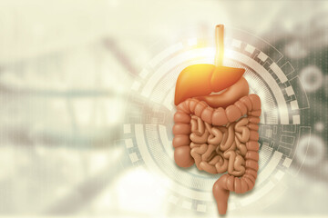 Human digestive system anatomy on scientific background. 3d illustration. - obrazy, fototapety, plakaty