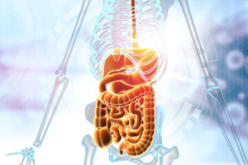 Human digestive system anatomy on scientific background. 3d illustration.