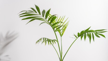 Fototapeta na wymiar Chamaedorea Elegans Palm isolated on white background. leaves and stems of chamedorea on a white background.