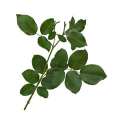 Naklejka na ściany i meble Green rose leaves isolated on white background. Detail for creating a collage