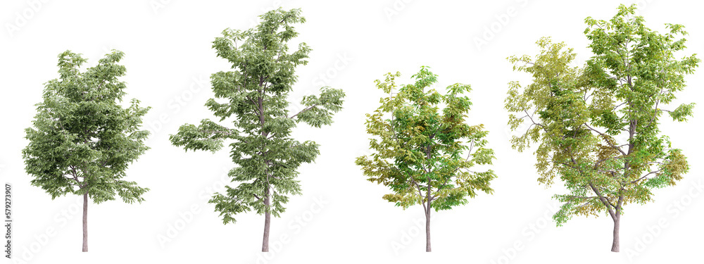 Poster tree robinia pseudoacacia on transparent background.3d rendering png set