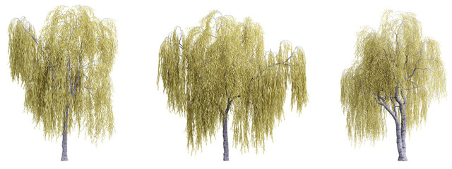Tree salix babylonica on transparent background.3d rendering PNG Set © Natural Form Studio