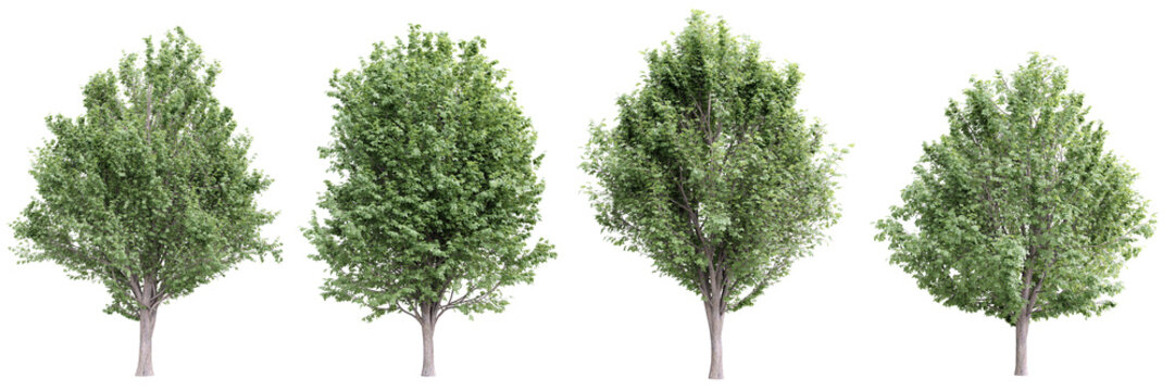 Tree ulmus minor on transparent background.3d rendering PNG Set