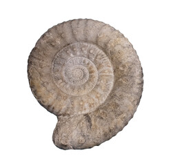 Fossil of Ammonite on white isolated..