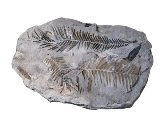 Fossil of plant fern  on white isolated.