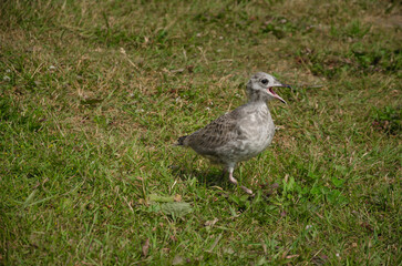 gull chick running on grass