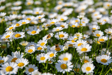 daisies with honey bee in a field