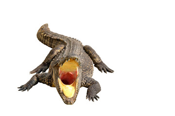 Large Crocodile open mouth isolated on transparent background png file