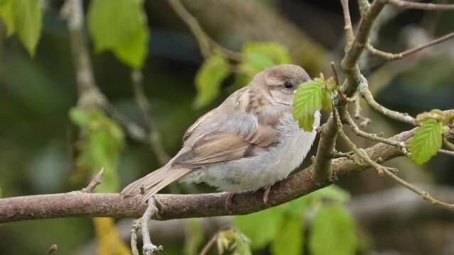 Haussperling (Passer domesticus) 
