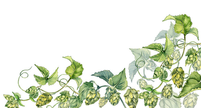 Board of hop vine, plant humulus watercolor illustration isolated on white background. Steam with leaves hand drawn. Design element for advertising beer festival, label, packaging, banner.