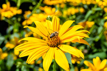 Beautiful wild flower winged bee on background foliage meadow