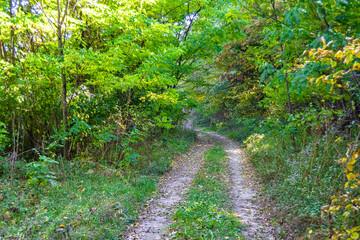 Fototapeta premium Photography on theme beautiful footpath in wild foliage woodland