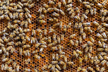 Abstract hexagon structure is honeycomb from bee hive filled