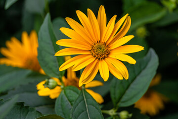 Fine wild growing flower aster false sunflower on background meadow
