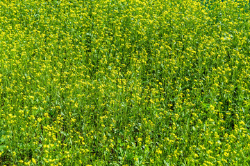 Photography on theme fine wild growing flower mustard on background meadow