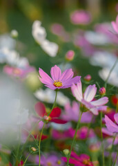 Fototapeta premium Pink cosmos flower in the garden